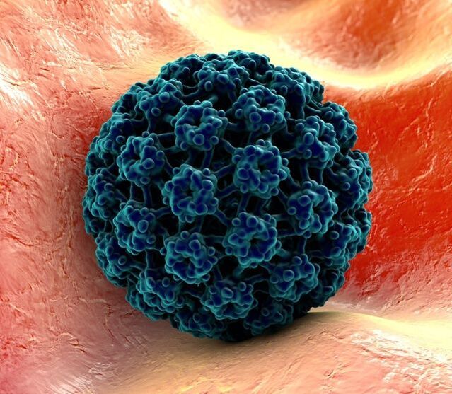 Tauira 3D o te HPV ka puta he kiritona ki nga ringaringa